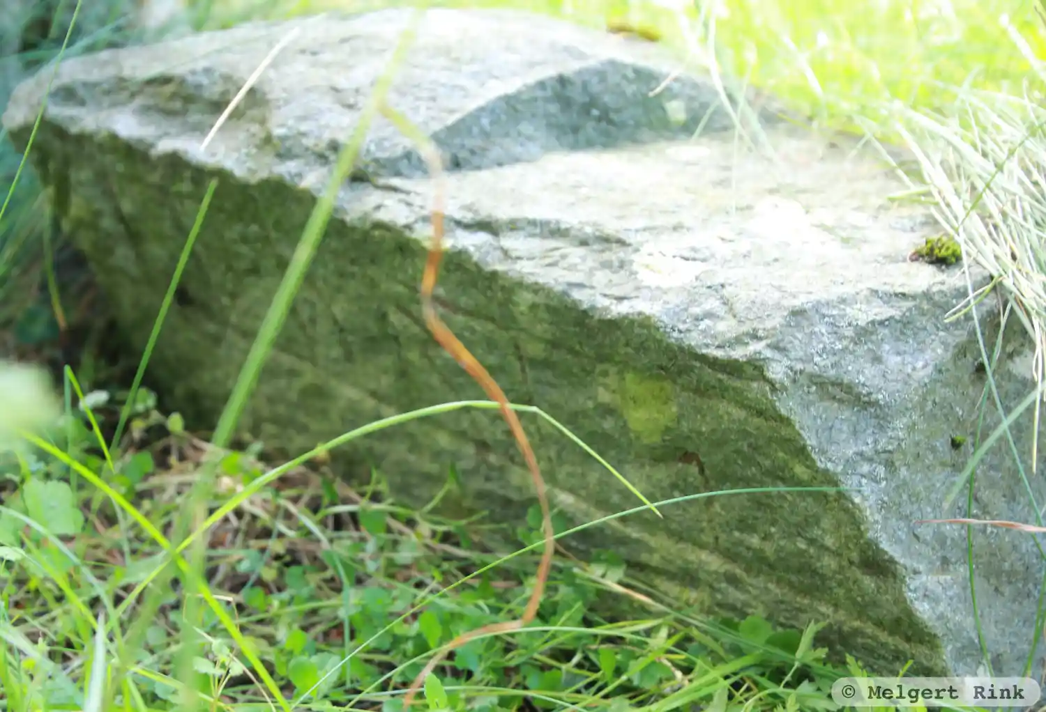 Runic inscription U571, L2016:5532 in Lohärad parish, Norrtälje municipality