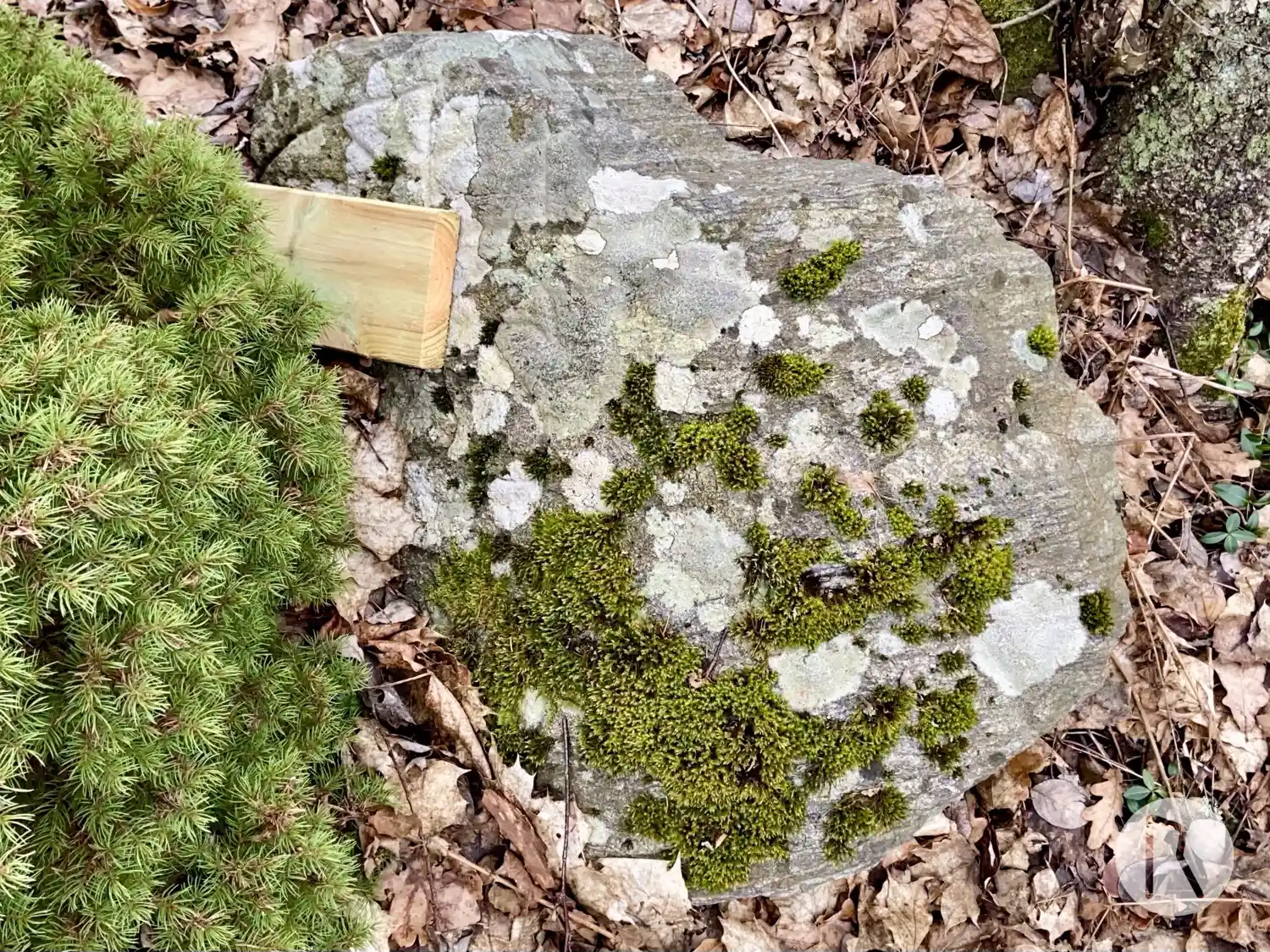 Rune-stone Sö245, L2014:5035 in Västerhaninge parish, Haninge municipality
