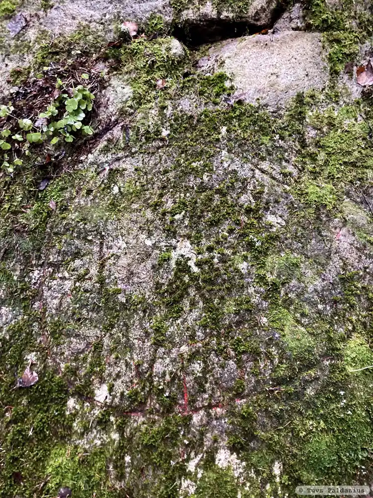 Fotografi av Runristning, L1972:9483 taget av Tuva Paldanius